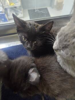 Rescue Domestic Short Hair Cats for Adoption in Fort Worth, Texas - 59801005 | PetCurious