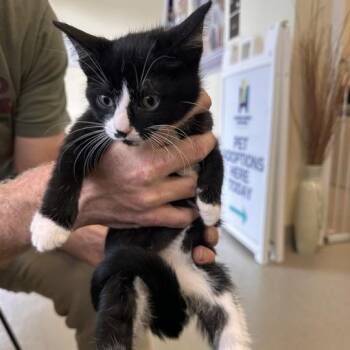 Domestic Short Hair Cats Available for Adoption - Adventurefuls | PetCurious