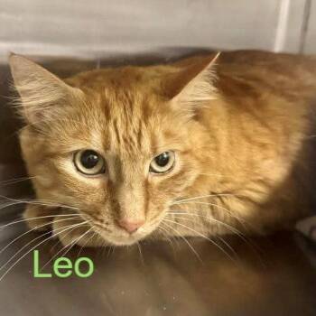 Domestic Short Hair Cats Available for Adoption in Hilton Head Island, South Carolina - Leo | PetCurious