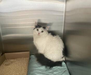 Love -  Domestic Short Hair Cat for Adoption - Love | PetCurious