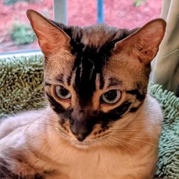 Benny -  Bengal and Siamese Cat for Adoption in Fayetteville, Georgia - Benny | PetCurious