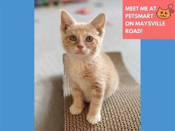 BITSY -  Domestic Short Hair Cat for Adoption in Fort Wayne, Indiana - BITSY | PetCurious