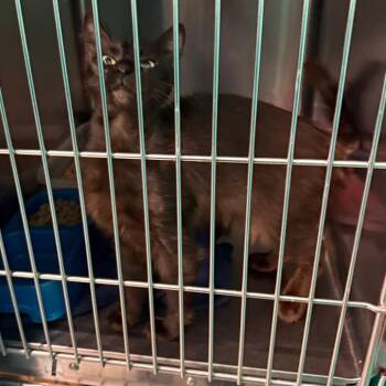 Domestic Short Hair Cats Available for Adoption in Lake Jackson, Texas - Pixie | PetCurious