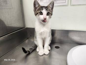 PINK LADY* -  Domestic Short Hair Cat Available for Adoption in Santa Cruz, California - PINK LADY* | PetCurious