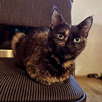 Rescue Tortoiseshell Cats for Adoption in Coalhurst, Alberta - Peaches | PetCurious