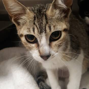 Baby Beans -  Domestic Short Hair Cat for Adoption in Spokane, Washington - Baby Beans | PetCurious