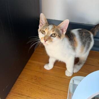 Trixie -  Domestic Short Hair Cat for Adoption in Stokesdale, North Carolina - Trixie | PetCurious