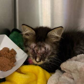 Sherlock* -  Domestic Short Hair Cat for Adoption in San Gabriel, California - Sherlock* | PetCurious