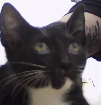 Domestic Short Hair Cats Available for Adoption - Babycake | PetCurious