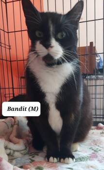 Tuxedo Cats Available for Adoption - BANDIT And SHORTBREAD | PetCurious