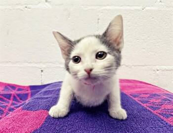 WANDA LAFONDA -  Domestic Short Hair Cat for Adoption in Brentwood, Missouri - WANDA LAFONDA | PetCurious