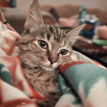 Rescue Domestic Short Hair Cats for Adoption in Fredericksburg, Virginia - Oakley | PetCurious