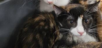 Domestic Short Hair Cats Available for Adoption in Palmetto, Florida - A136476 | PetCurious