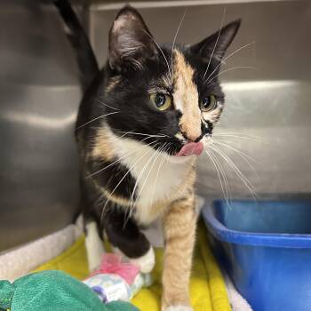Calico Cats Available for Adoption in La Grange Park, Illinois - Cal-Cal | PetCurious