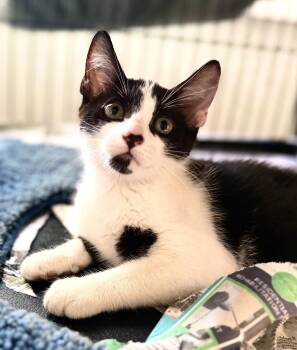 Belmont -  Tuxedo and Domestic Short Hair Cat for Adoption in Homestead, Florida - Belmont | PetCurious