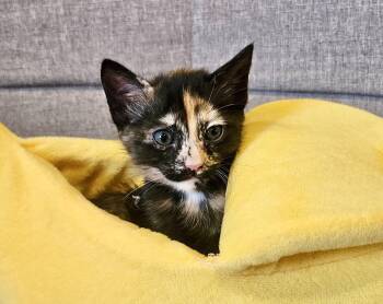 Domestic Short Hair Cats Available for Adoption in Fremont, California - HELI - Bonded With Evie | PetCurious