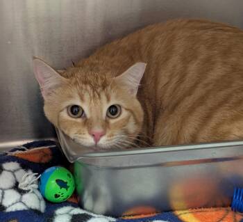 Domestic Short Hair Cats Available for Adoption in Logan, Utah - Andy | PetCurious