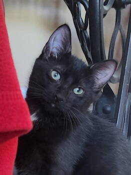 Rescue Domestic Short Hair Cats for Adoption in Ocala, Florida - Hans | PetCurious