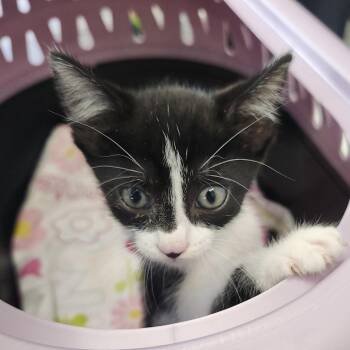 Sylvie -  Domestic Short Hair Cat for Adoption in Clearwater, Florida - Sylvie | PetCurious