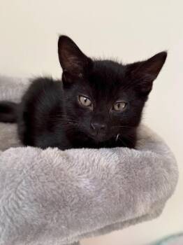 Angel -  Domestic Short Hair Cat for Adoption in North Babylon, New York - Angel | PetCurious