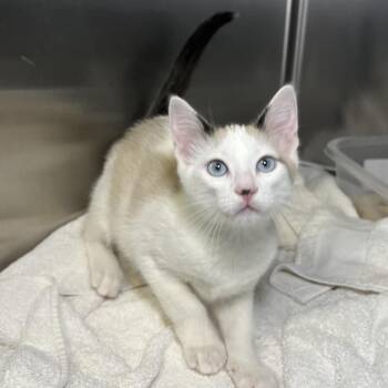 Larry -  Domestic Short Hair Cat for Adoption in Palm Springs, California - Larry | PetCurious
