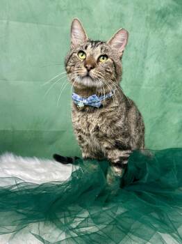 Domestic Short Hair Cats Available for Adoption in Houston, Texas - TimTim | PetCurious