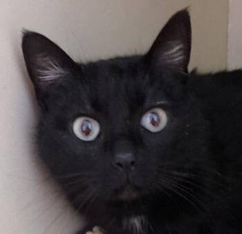 Sparrow -  Domestic Short Hair Cat for Adoption in Cincinnati, Ohio - Sparrow | PetCurious