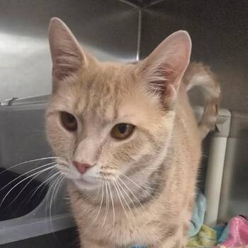 Domestic Short Hair Cats Available for Adoption in York, Pennsylvania - Caboose | PetCurious