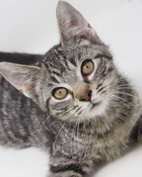 Dimitri - he is a DOLL - happy cuddly and just perfect - BONDED  -  Tabby and Bengal Cat Available for Adoption in Bedford Hills, New York - Dimitri - He Is A DOLL - Happy Cuddly And Just Perfect - BONDED  | PetCurious