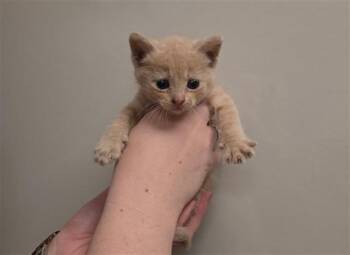 MEYER - NEEDS A FOSTER -  Domestic Short Hair Cat for Adoption in Ontario, California - MEYER - NEEDS A FOSTER | PetCurious