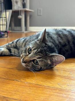 Twister -  Domestic Short Hair Cat Available for Adoption in Franklin Township, New Jersey - Twister | PetCurious