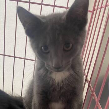 Georgie -  Domestic Short Hair Cat for Adoption in Dayton, Ohio - Georgie | PetCurious