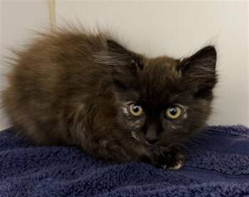 M.J. -  Domestic Medium Hair Cat for Adoption in Hayward, California - M.J. | PetCurious