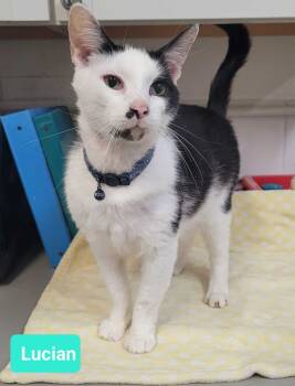 Rescue Domestic Short Hair Cats for Adoption in Richmond, Indiana - Lucian | PetCurious