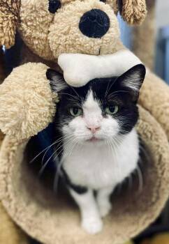 Rescue Domestic Short Hair Cats for Adoption in Effingham, Illinois - Marnie Mae | PetCurious