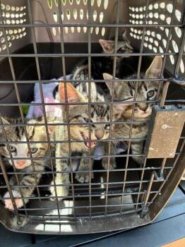 Nola -  Domestic Short Hair Cat for Adoption - Nola | PetCurious