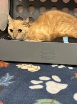 Emerald Jade Green Ball (E34) -  Domestic Short Hair Cat for Adoption in Lafayette, Indiana - Emerald Jade Green Ball (E34) | PetCurious