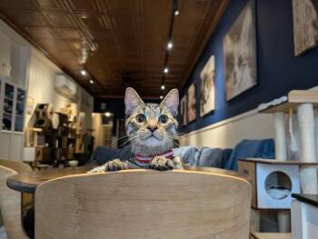Gumby -  Domestic Short Hair and Tabby Cat for Adoption in Lewisburg, Pennsylvania - Gumby | PetCurious