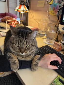 Domestic Short Hair Cats Available for Adoption - Franklin Frazier | PetCurious