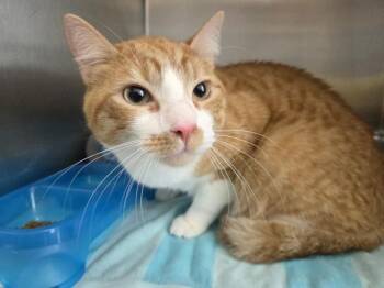 MOSSIMO -  Domestic Short Hair Cat for Adoption in Pensacola, Florida - MOSSIMO | PetCurious