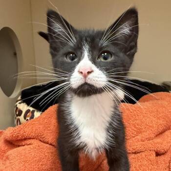 Steve Harvey -  Domestic Short Hair Cat for Adoption in Cooperstown, New York - Steve Harvey | PetCurious