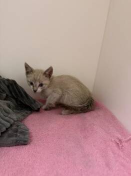 Purrito -  Domestic Short Hair Cat for Adoption in Hobbs, New Mexico - Purrito | PetCurious