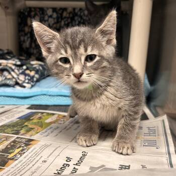 Cape Lookout -  Domestic Short Hair Cat Available for Adoption in Hendersonville, North Carolina - Cape Lookout | PetCurious