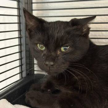 Milkyway -  Domestic Short Hair Cat for Adoption in Hampton Bays, New York - Milkyway | PetCurious