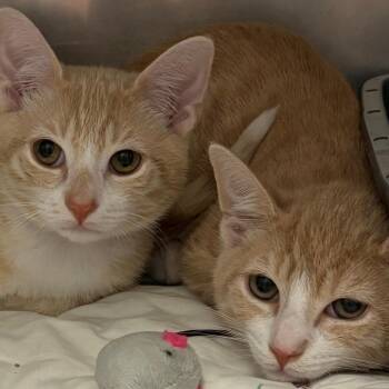 Crest -  Domestic Short Hair Cat for Adoption in East Hanover, New Jersey - Crest | PetCurious