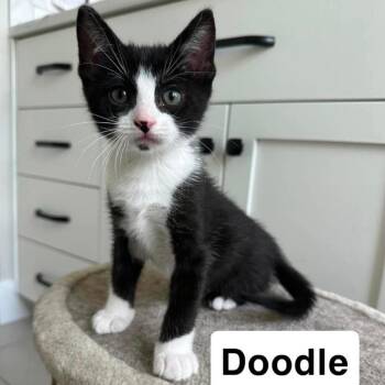 Domestic Short Hair Cats Available for Adoption in Nampa, Idaho - Doodle | PetCurious