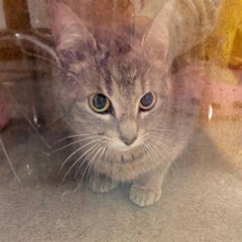 Ms Potato Head -  Domestic Short Hair Cat for Adoption in Philadelphia, Pennsylvania - Ms Potato Head | PetCurious