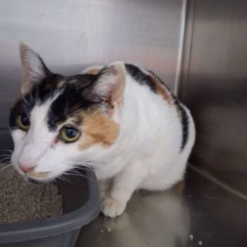 Molly -  Domestic Short Hair Cat for Adoption in Lake Havasu City, Arizona - Molly | PetCurious