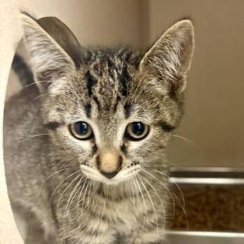 Domestic Short Hair Cats Available for Adoption in Sacramento, California - California Roll | PetCurious