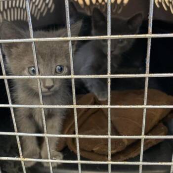 Star -  Domestic Short Hair Cat for Adoption in Hawthorne, California - Star | PetCurious